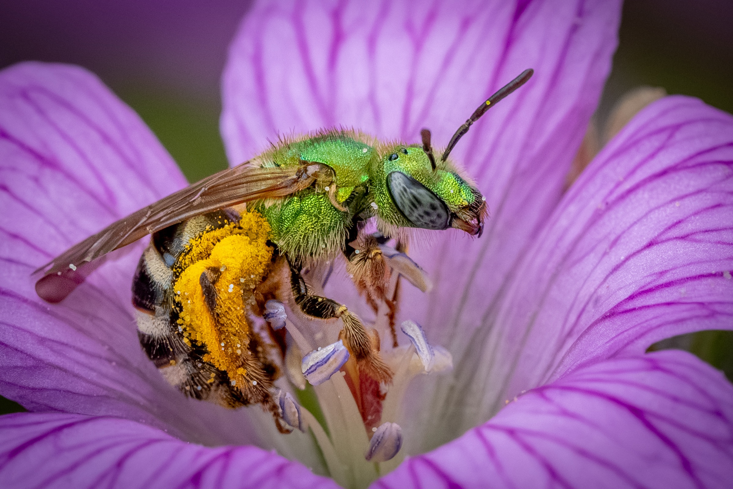 Green sweat bee on pink geranium laden with yellow pollen